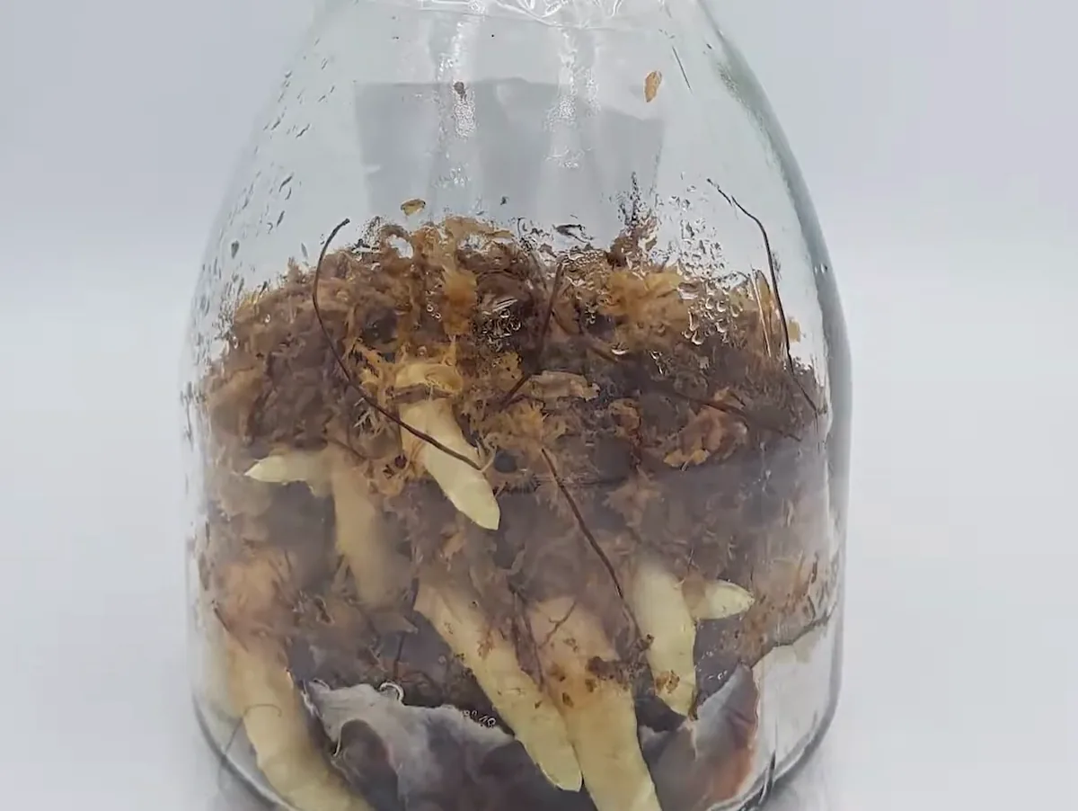 天麻 (Gastrodia elata)