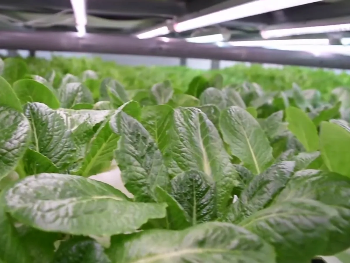 植物工廠的水耕層架