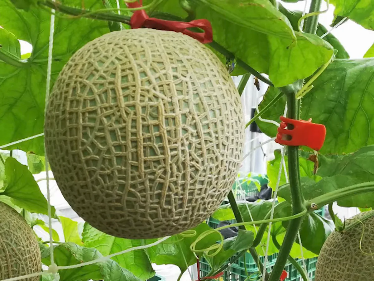 網紋洋香瓜